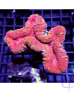 Lobophyllia - Premium Pinky #G167