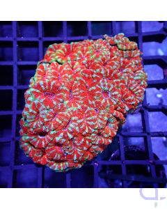 Acanthastrea - Premium Red XL #RG31
