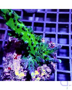 Acropora sp. - Multicolor #R37