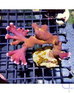 Montipora - Purple Tree #R84