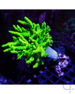 Sinularia flexibilis - Neon Intense