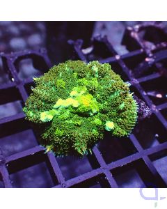 Rhodactis - Green #G165
