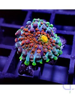 Ricordea yuma - Premium Rainbow #RG34