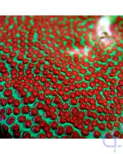Porites - The Grinch #R43