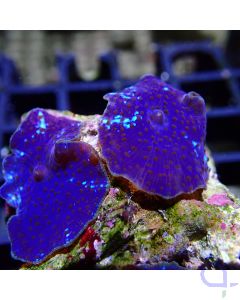Discosoma - Blue Thunder 