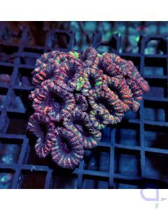 Acanthastrea - Hidden Colour #RG10