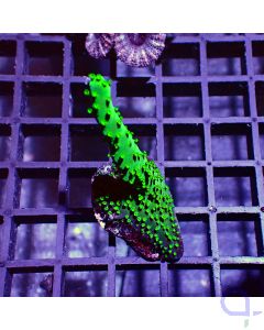 Acropora sp. - Green Polyps #RG53