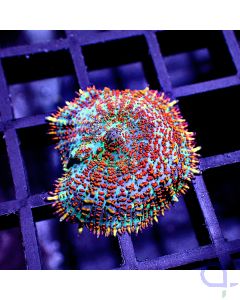 Rhodactis - Unicorn #RG43