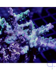 Acropora sp. - Icy #RG49