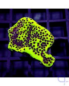 Montipora - Neon