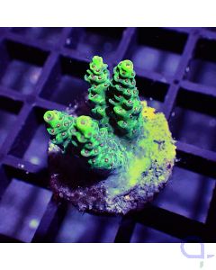 Acropora sp. - Red Planet #RG72