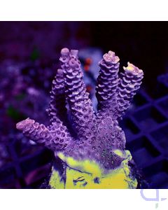 Acropora millepora - Orange #RG28