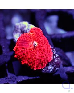 Discosoma - Ultra Red #RG32