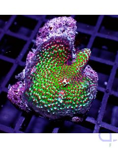 Montipora - Burning Forest #RG99