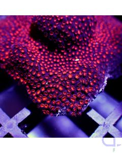 Montipora - Dark Red #RG51