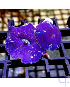 Discosoma - Blue Sparkle #RG17