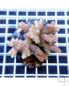 Acropora millepora  Kleinpolypige Steinkoralle