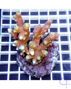 Acropora millepora rosa gelb Kleinpolypige Steinkoralle