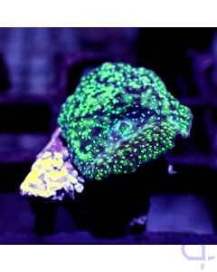 Discosoma - Toxic Stars #RG68