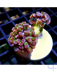 Euphyllia paraancora - Two Tone