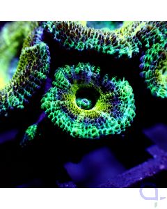 Acanthastrea - Blue Eyes Premium 