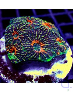 Acanthastrea echinata - Premium Fireworx