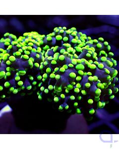 Euphyllia paradivisa - Premium Green