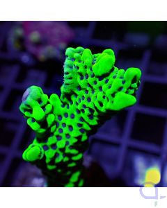 Montipora - Capitata #RG77