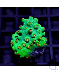 Cyphastrea - Multicolor Polp #GN57