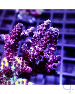 Acropora anthoceris - Purple Blue
