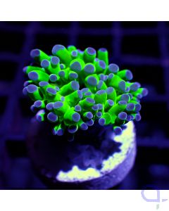 Euphyllia paradivisa - Blue Tips #GN24