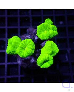 Caulastrea - Neon Heads Ultra