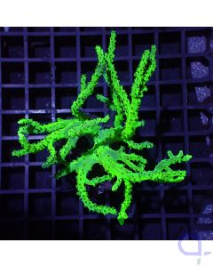 Sinularia flexibilis - Green Neon #GN67