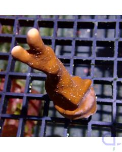 Heliopora coerulea - Peace #GN90