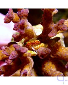 Pocillopora mit Krabbe #GN33