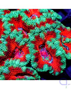 Acanthastrea - Premium Multicolor