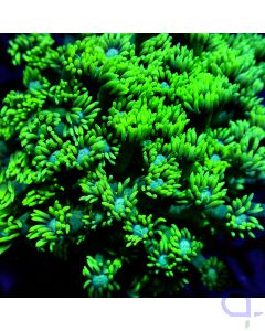 Goniopora - GreenGreen