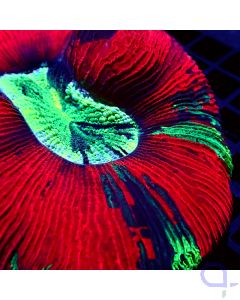 Trachyphyllia - Ultra Red Tricolor