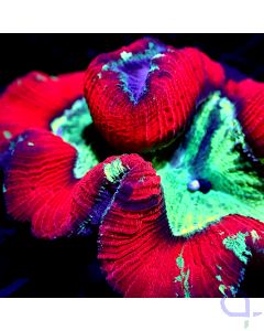 Trachyphyllia - Red Rim Ultra #GN75