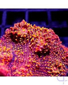 Echinophyllia - Red Fire Premium #GN59