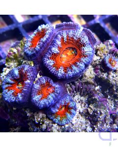 Acanthastrea - Red Blue #42
