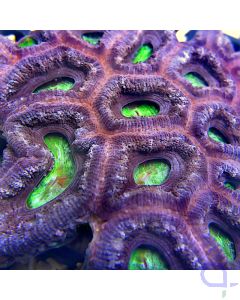 Acanthastrea - Green Eye #97