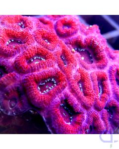 Acanthastrea - Premium Red #85