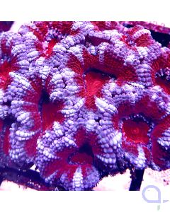 Acanthastrea - Fire and Ice #05