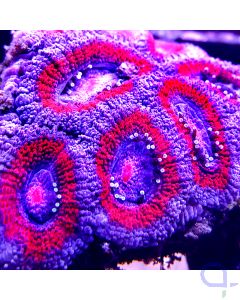 Acanthastrea - Red Blue #13