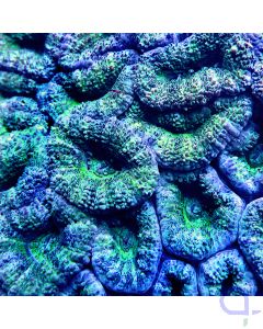 Acanthastrea - Grün Blau Premium #87
