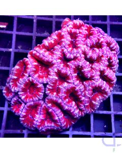 Acanthastrea - Fire Red #44