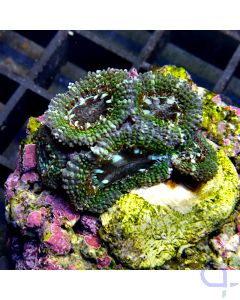 Acanthastrea - Dark Green