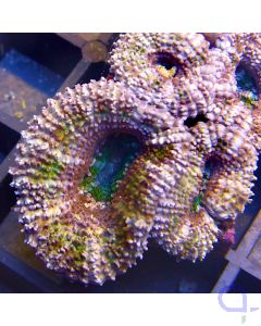 Acanthastrea - light green #134