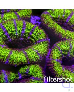 Acanthastrea - Green Premium #84